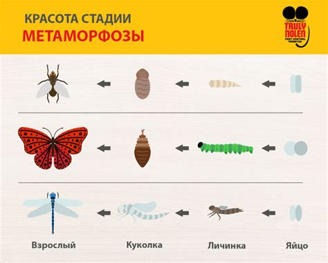 Красота стадии метаморфоз насекомых - Борьба с вредителями Truly NolenKZ