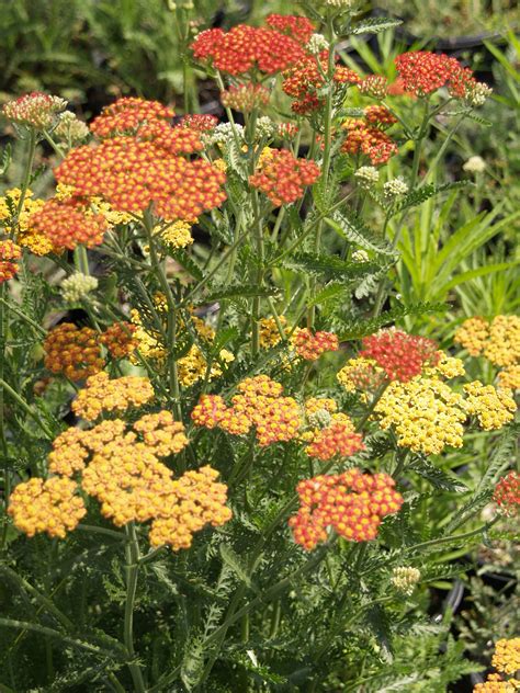 Achillea millefolium 'Paprika' (Common Yarrow - Pastel Red)