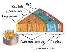 Поперечный срез ветки таблица