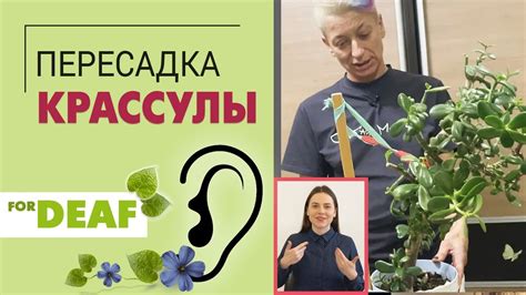 Как правильно пересадить крассулу { СУРДОПЕРЕВОД } Пересадка и ...