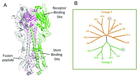 (A) Structure and (B) phylogenetic tree of hemagglutinin. | Download ...