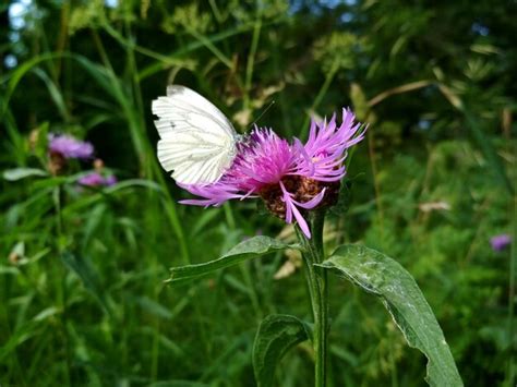 Uma Borboleta Branca Senta Se Em Uma Flor Roxa Foto Premium