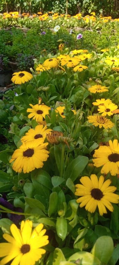 Sunflower Flowers And Plants Patel Stock Image Image Of Paper