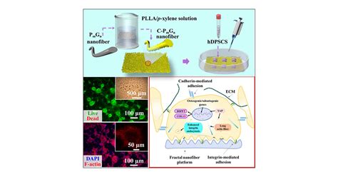 Interfacial Crystallization Constructed Fractal Nanofiber Based Bio