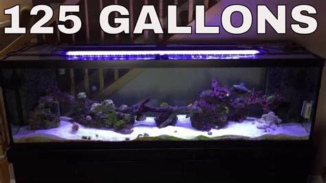 Gallon Saltwater Aquarium Youtube