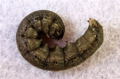 How To Get Rid Of Cutworms Plantinfo