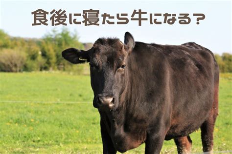 食べてすぐ横になると牛になる？ 雑学ゆるコラム