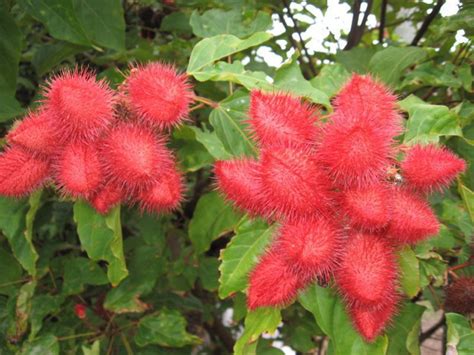 Bixa Orellana Lipstick Tree Annatto Achiote 6″ Pot Gardino