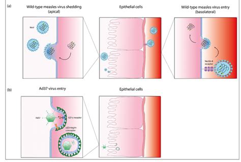 Entry And Exit Pathway Of Measles Virus And Entry Pathway Of Adenovirus