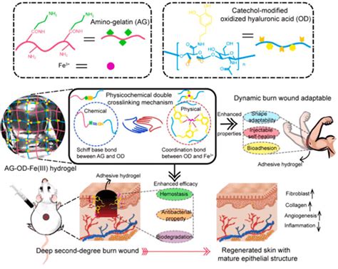 物理化学双交联水凝胶：形状适应性、可注射自愈性和增强粘附伤口