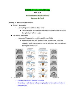 BIO 373 Lecture 12 Part 3 - Fall 2021 - BIO 373 - Developmental Biology ...