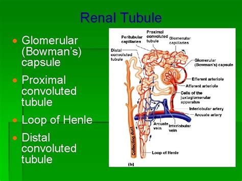 Patofisiologi Gizi The Urinary System Pokok Bahasan Sistem