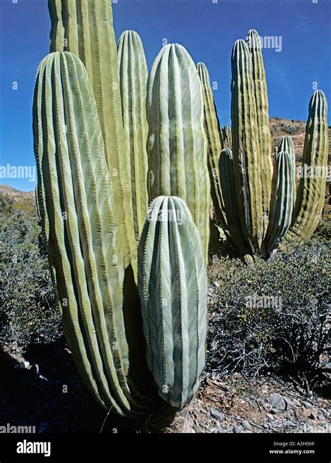 Giant Cardon Cactus Pachycereus Pringlei Isla Santa Catalina Baja