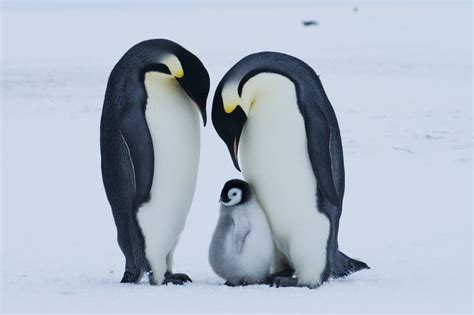 Do you know that: Emperor penguins are monogamous during each breeding