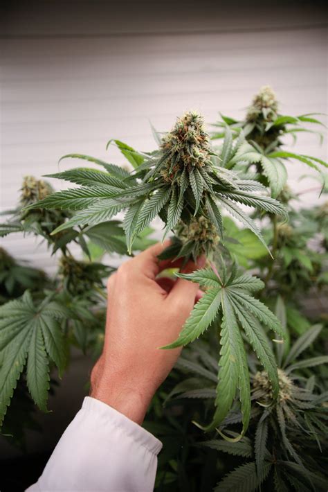 ¿Es posible revivir una planta que se rompió? | Cosechalibre