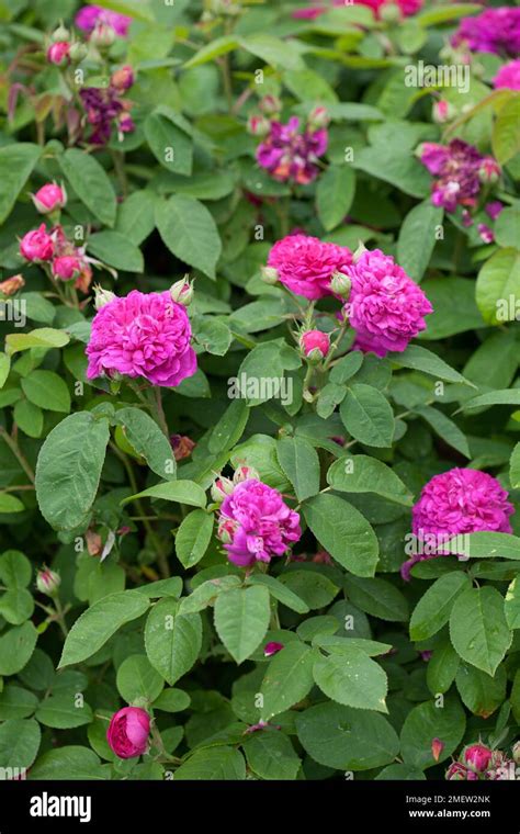 Rosa 'De Resht' Stock Photo - Alamy