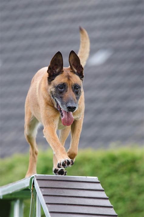 fawn belgian malinois free image | Peakpx