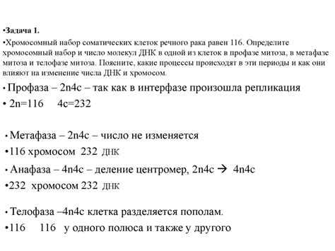 Митоз мейоз задачи презентация онлайн