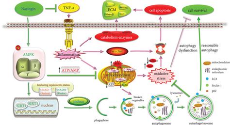 Tnf α Is The Key Factor In Idd Which Leads To Human Np Cell Apoptosis