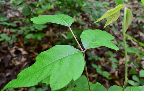 How To Identify Poison Ivy Illustrated Guide Greenbelly Meals