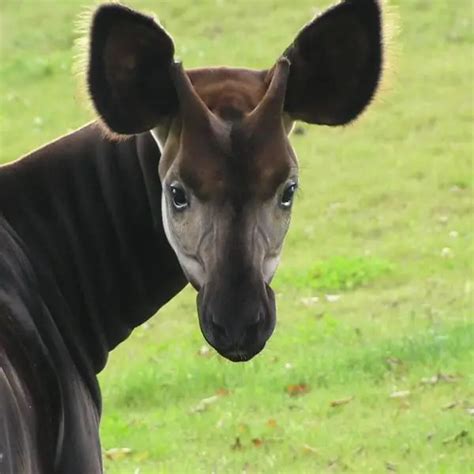 Okapi - Facts, Diet, Habitat & Pictures on Animalia.bio