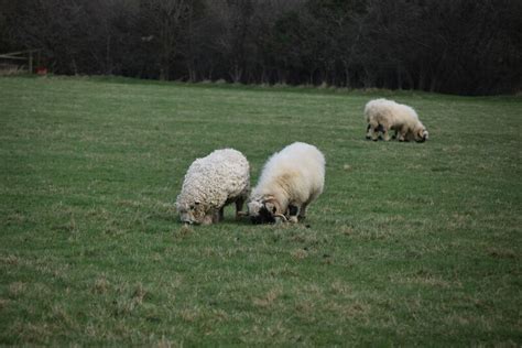 Sheep Grazing N Chadwick Cc By Sa 2 0 Geograph Britain And Ireland