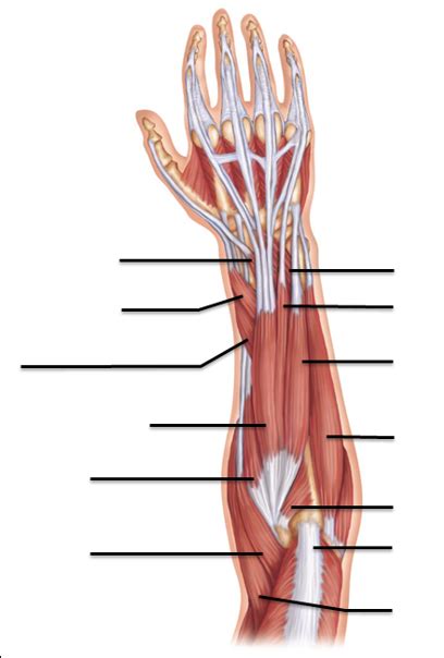 Extensors Of The Arm Diagram Quizlet