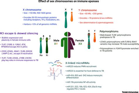 Genetic And Hormonal Mechanisms Underlying Sex Specific Immune Responses In Tuberculosis Trends