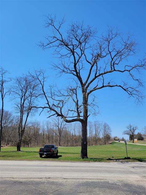 Michigan Early Spring Naked Tree Editorial Stock Image Image Of Tree Michigan 276611424