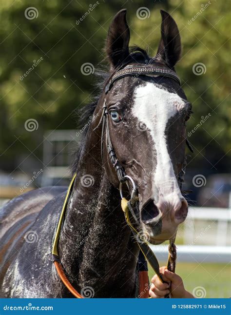 Caballo Akhal Teke 9