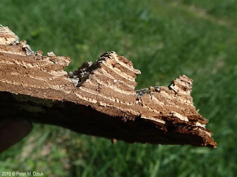 Ulmus thomasii (Rock Elm): Minnesota Wildflowers