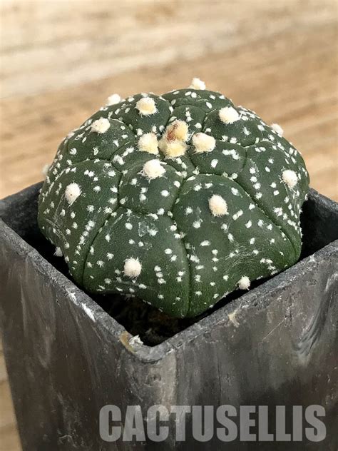 SH7006 Astrophytum asterias cv. Kikko - Кактус онлайн