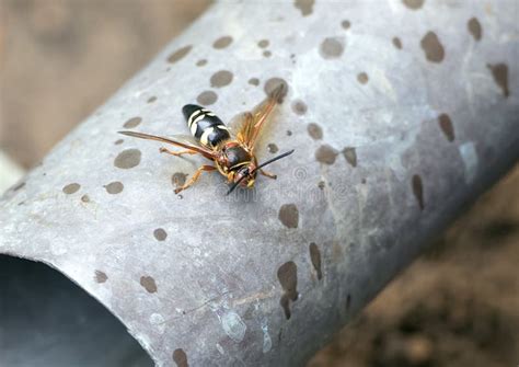 Cicada Killer Wasp Nest