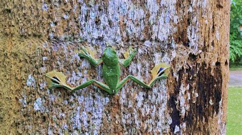 Black webbed Flying Frog from 勐仑镇中国科学院西双版纳热带植物园内 西北角 西双版纳傣族自治州 云南省