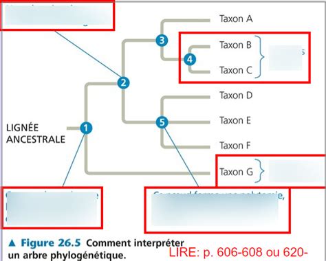 Diagram of arbre phylogénétique Quizlet