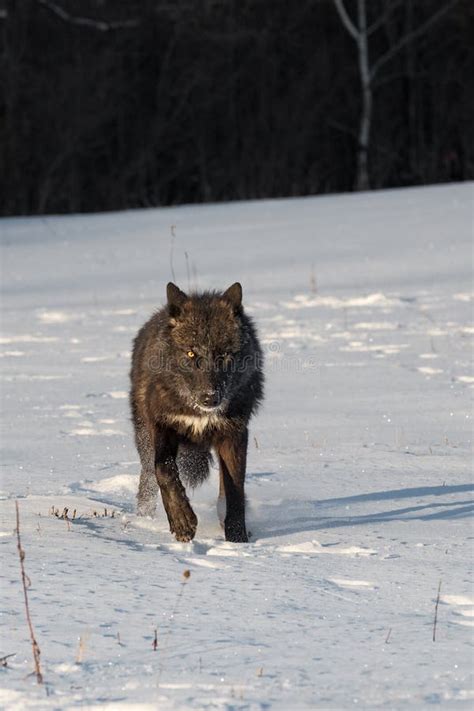 Wolf Ears Back Stock Photos Free And Royalty Free Stock Photos From
