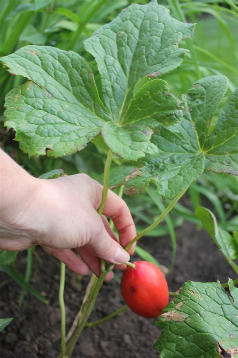 Подофилл (100 фото) » НА ДАЧЕ ФОТО