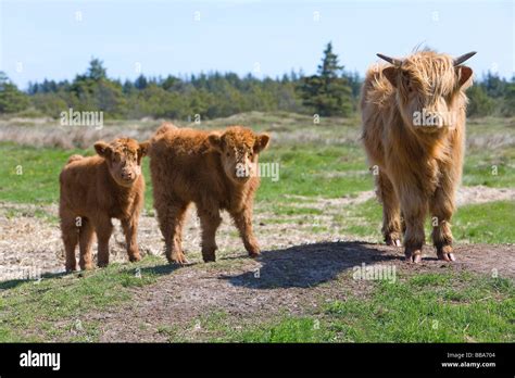 Highland cow and calves Stock Photo - Alamy