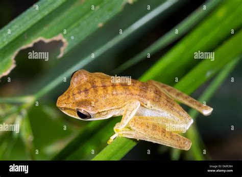 Juvenile Quacking River Frog Hypsiboas Lanciformis In The Rainforest