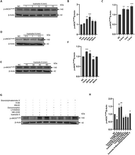 Effect Of Icariside Ii On The Expression Of P Enos Ser1177 Via Download Scientific Diagram