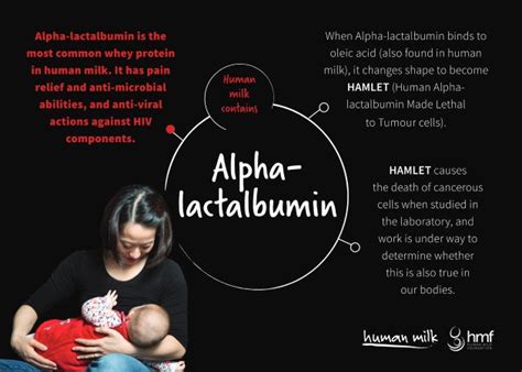 Postcard - Alpha-Lactalbumin (bundle of 25) – Human Milk CIC