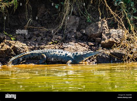 American Crocodile on the River Grande Tarcoles in Costa Rica Stock