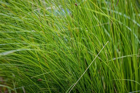 Very Dense Green Lush Grass Detail Stock Image Colourbox