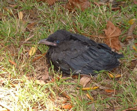 Birds of Westwood: American Crow