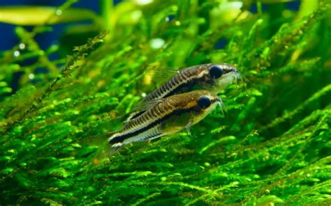 Can You Mix Different Types Of Cory Catfish Is It Possible