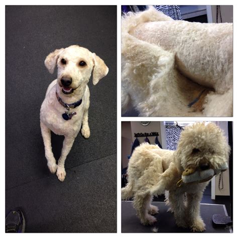 Matted Dog. Shave Down. All pet owners should remember to brush out