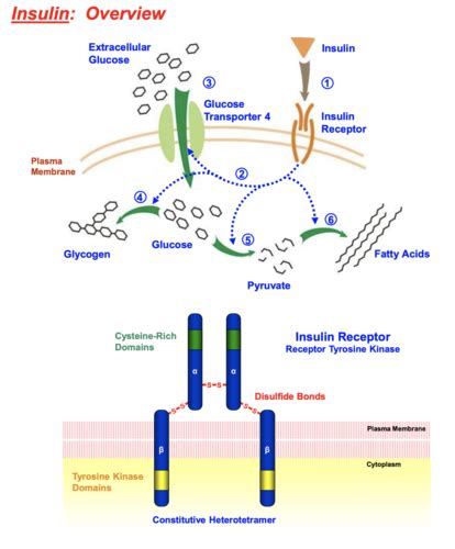 L5 SIGNAL TRANSDUCTION PATHWAYS Flashcards Quizlet