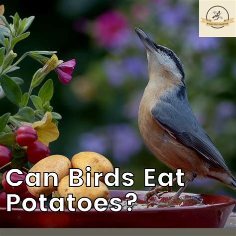 Can Birds Eat Potatoes Experts Guide