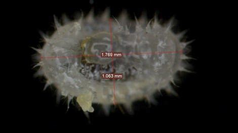 New Species of ‘Exploding Ant’ Discovered in Borneo