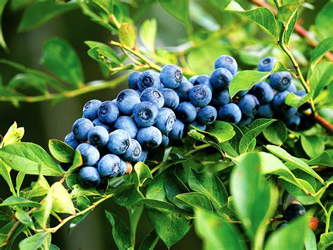 Growing Blueberry bush in containers | How to grow Blueberry plant ...